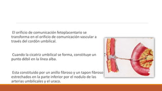 El orificio de comunicación fetoplacentario se
transforma en el orificio de comunicación vascular a
través del cordón umbilical.
Cuando la cicatriz umbilical se forma, constituye un
punto débil en la línea alba.
Esta constituido por un anillo fibroso y un tapon fibroso
estrechados en la parte inferior por el nodulo de las
arterias umbilicales y el uraco.
 