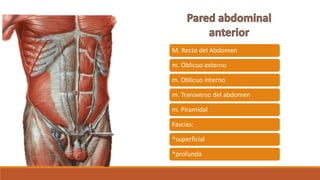 M. Recto del Abdomen
m. Oblicuo externo
m. Oblicuo interno
m. Transverso del abdomen
m. Piramidal
Fascias:
*superficial
*profunda
 