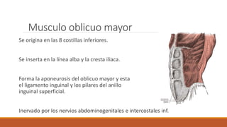Musculo oblicuo mayor
Se origina en las 8 costillas inferiores.
Se inserta en la línea alba y la cresta iliaca.
Forma la aponeurosis del oblicuo mayor y esta
el ligamento inguinal y los pilares del anillo
inguinal superficial.
Inervado por los nervios abdominogenitales e intercostales inf.
 