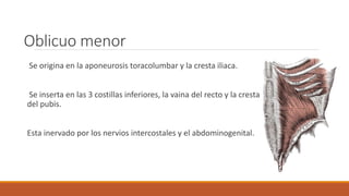 Oblicuo menor
Se origina en la aponeurosis toracolumbar y la cresta iliaca.
Se inserta en las 3 costillas inferiores, la vaina del recto y la cresta
del pubis.
Esta inervado por los nervios intercostales y el abdominogenital.
 