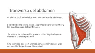 Transverso del abdomen
Es el mas profundo de los músculos anchos del abdomen.
Se origina en la cresta iliaca, la aponeurosis toracolumbar y
los 6 cartílagos costales inferiores.
Se inserta en la línea alba y forma la hoz inguinal que se
inserta el la cresta pectinea.
Esta inervado por los 4 últimos nervios intercostales y los
nervios iliohipogastrico e ilioinguinal.
 