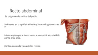 Recto abdominal
Se origina en la sínfisis del pubis.
Se inserta en la apófisis xifoides y los cartílagos costales 5-
7.
Interrumpido por 4 inserciones aponeuróticas y dividido
por la línea alba.
Contenidos en la vaina de los rectos.
 