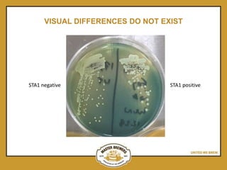 Sta1 Preventing and Controlling Diastaticus Yeast | PPTX