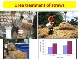 Urea treatment of straws
 