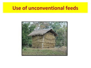 Use of unconventional feeds
 