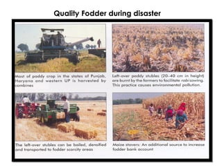 18
Quality Fodder during disaster
 