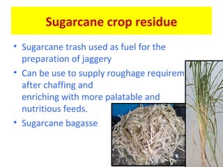 Sugarcane crop residue
• Sugarcane trash used as fuel for the
preparation of jaggery
• Can be use to supply roughage requirement
after chaffing and
enriching with more palatable and
nutritious feeds.
• Sugarcane bagasse
 