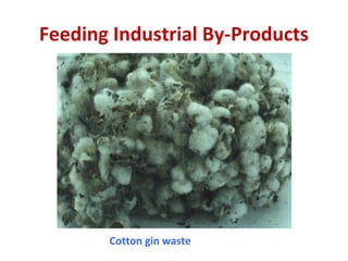 Feeding Industrial By-Products
Cotton gin waste
 