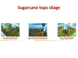 Sugarcane tops silage
 