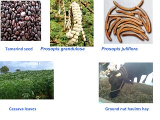 Tamarind seed Prosopis grandulosa Prosopis juliflora
Cassava leaves Ground nut haulms hay
 