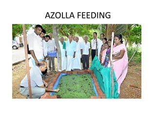 AZOLLA FEEDING
 