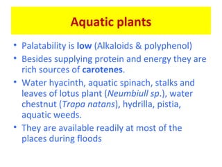 Aquatic plants
• Palatability is low (Alkaloids & polyphenol)
• Besides supplying protein and energy they are
rich sources of carotenes.
• Water hyacinth, aquatic spinach, stalks and
leaves of lotus plant (Neumbiull sp.), water
chestnut (Trapa natans), hydrilla, pistia,
aquatic weeds.
• They are available readily at most of the
places during floods
 