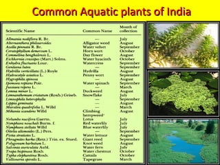 29
Common Aquatic plants of IndiaCommon Aquatic plants of India
 