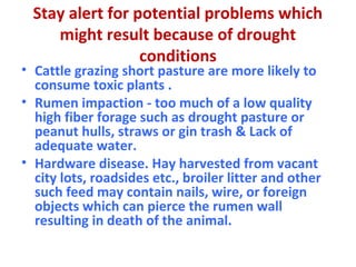 Stay alert for potential problems which
might result because of drought
conditions
• Cattle grazing short pasture are more likely to
consume toxic plants .
• Rumen impaction - too much of a low quality
high fiber forage such as drought pasture or
peanut hulls, straws or gin trash & Lack of
adequate water.
• Hardware disease. Hay harvested from vacant
city lots, roadsides etc., broiler litter and other
such feed may contain nails, wire, or foreign
objects which can pierce the rumen wall
resulting in death of the animal.
 