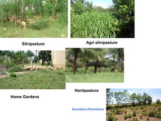 Silvipasture Agri silvipasture
Home Gardens
Hortipasture
Boundary Plantations
 