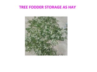 TREE FODDER STORAGE AS HAY
 