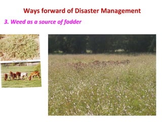 Ways forward of Disaster Management
3. Weed as a source of fodder
 