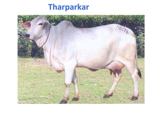 Tharparkar
 