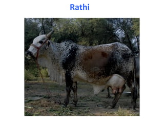 Rathi
 
