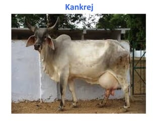 Kankrej
 