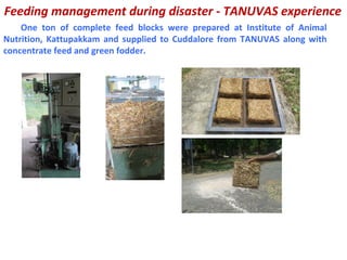 Feeding management during disaster - TANUVAS experience
One ton of complete feed blocks were prepared at Institute of Animal
Nutrition, Kattupakkam and supplied to Cuddalore from TANUVAS along with
concentrate feed and green fodder.
 
