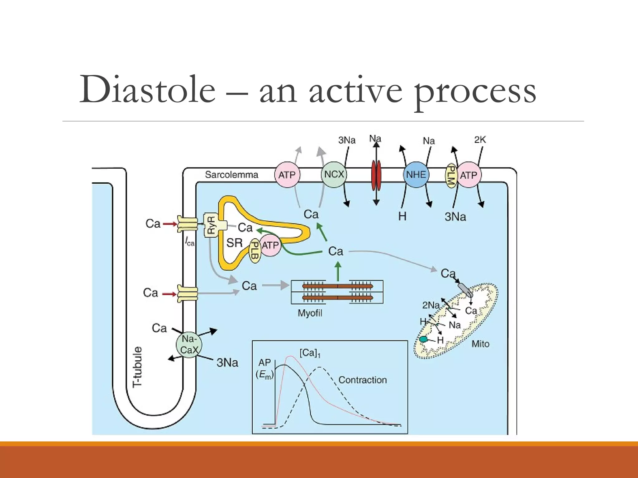 Diastole – an active process
 