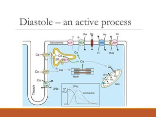 Diastole – an active process
 