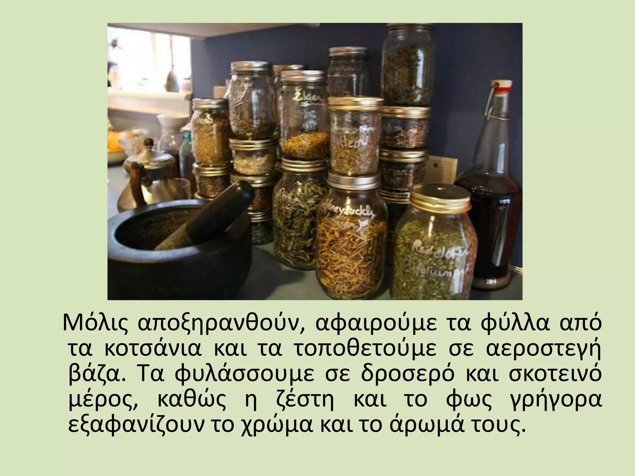 Μόλις αποξηρανθούν, αφαιρούμε τα φύλλα από
τα κοτσάνια και τα τοποθετούμε σε αεροστεγή
βάζα. Τα φυλάσσουμε σε δροσερό και σκοτεινό
μέρος, καθώς η ζέστη και το φως γρήγορα
εξαφανίζουν το χρώμα και το άρωμά τους.
 