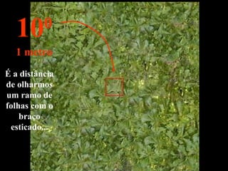 É a distância
de olharmos
um ramo de
folhas com o
braço
esticado...
100
1 metro
 