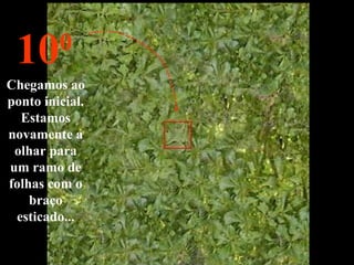 Chegamos ao
ponto inicial.
Estamos
novamente a
olhar para
um ramo de
folhas com o
braço
esticado...
100
 