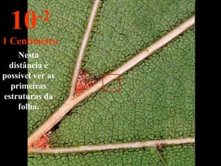 Nesta
distância é
possível ver as
primeiras
estruturas da
folha.
10-2
1 Centímetro
 