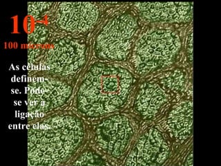 As células
definem-
se. Pode-
se ver a
ligação
entre elas.
10-4
100 mícrons
 