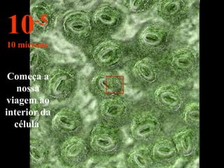 Começa a
nossa
viagem ao
interior da
célula
10-5
10 mícrons
 