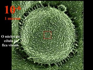 O núcleo da
célula já
fica visível.
10-6
1 micron
 