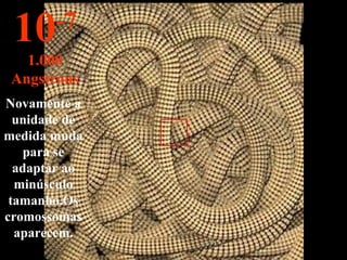 Novamente a
unidade de
medida muda
para se
adaptar ao
minúsculo
tamanho.Os
cromossomas
aparecem.
10-7
1.000
Angstrons
 