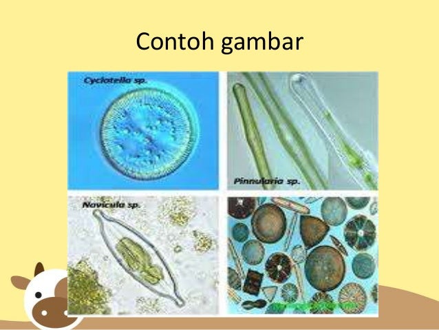 Alga diatomae
