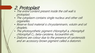 2. Protoplast
• The entire content present inside the cell wall is
protoplast.
• The cytoplasm contains single nucleus and other cell
organelles.
• Reserve food material is chrysolaminarin, volutin and oil
droplets.
• The photosynthetic pigment chlorophyll a, chlorophyll
chlorophyll C2, beta-carotene, fucoxanthin etc.
• Diatoms are colour due to the presence of carotenoids
and an accessory brown pigment called a diatomin.
 