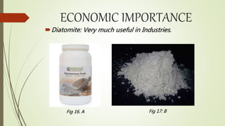 ECONOMIC IMPORTANCE
Diatomite: Very much useful in Industries.
Fig 16. A Fig 17: B
 