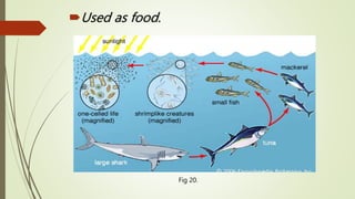 Used as food.
Fig 20.
 