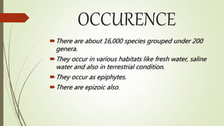 OCCURENCE
There are about 16,000 species grouped under 200
genera.
They occur in various habitats like fresh water, saline
water and also in terrestrial condition.
They occur as epiphytes.
There are epizoic also.
 