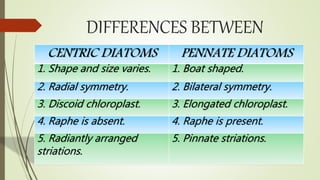 DIFFERENCES BETWEEN
CENTRIC DIATOMS PENNATE DIATOMS
1. Shape and size varies. 1. Boat shaped.
2. Radial symmetry. 2. Bilateral symmetry.
3. Discoid chloroplast. 3. Elongated chloroplast.
4. Raphe is absent. 4. Raphe is present.
5. Radiantly arranged
striations.
5. Pinnate striations.
 