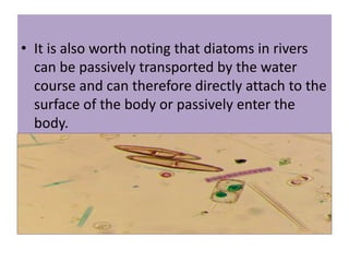 • It is also worth noting that diatoms in rivers
can be passively transported by the water
course and can therefore directly attach to the
surface of the body or passively enter the
body.
 
