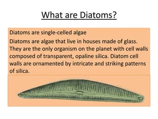 Diatoms are single-celled algae
Diatoms are algae that live in houses made of glass.
They are the only organism on the planet with cell walls
composed of transparent, opaline silica. Diatom cell
walls are ornamented by intricate and striking patterns
of silica.
What are Diatoms?
 