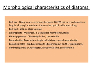 Morphological characteristics of diatoms.
• Cell size : Diatoms are commonly between 20-200 microns in diameter or
length, although sometimes they can be up to 2 millimeters long.
• Cell wall : SiO2 or glass frustule.
• Chloroplasts : Many/cell, 3-5 thylakoid membranes/stack.
• Photo-pigments : Chlorophyll a & c, carotenoids.
• Reproduction:Most often simple cell division, sexual reproduction.
• Ecological roles : Produce deposits (diatomaceous earth), toxicblooms.
• Common genera : Chaetoceros,Pseudonitzschia, Skeletonema.
 