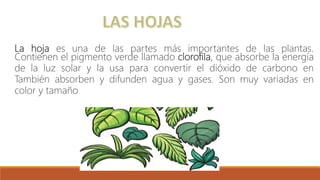 La hoja es una de las partes más importantes de las plantas.
Contienen el pigmento verde llamado clorofila, que absorbe la energía
de la luz solar y la usa para convertir el dióxido de carbono en
También absorben y difunden agua y gases. Son muy variadas en
color y tamaño
 