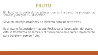 El fruto es la parte de las plantas que está a cargo de proteger las
semillas y asegurar su dispersión.
Sirve en muchas ocasiones de alimento para los seres vivos.
Es el ovario fecundado y maduro. Realizada la fecundación del óvulo,
ésta se transforma en semilla y el ovario empieza a crecer rápidamente
para transformarse en fruto.
 