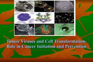 Tumor Viruses and Cell Transformation- Role in Cancer Initiation and Prevention 