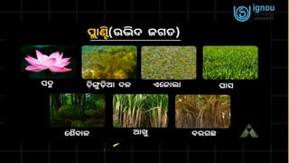 ଉଦ୍ଭିଦର ଶ୍ରେଣୀବିଭାଗ Class-IX BOARD -BSE, ODISHA | PPTX