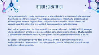 STUDISCIENTIFICI
Secondo uno studio condotto da quattro scienziati della Scuola universitaria superiore
Sant’Anna e dell’Università di Pisa, il mais geneticamente modificato presenterebbe
risultati generalmente migliori delle coltivazioni tradizionali in termini di resa dei
raccolti, quantità di tossine e velocità di decomposizione della biomassa.
Dai risultati, provenienti da diverse analisi condotte nel mondo dal 1996 al 2016, emerge
che negli ultimi 21 anni le rese dei raccolti Gm sono state superiori fino al 24,5% rispetto
a quelle delle coltivazioni non Gm, con quantità di micotossine inferiori fino al 36,5%.
La velocità di decomposizione della biomassa, inoltre, è generalmente più alta
nelle varietà Gm, determinando una riduzione dei tempi e dei costi di produzione dei
carburanti a base vegetale.
 