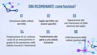 DNARICOMBINANTE:comefunziona?
Estrazione dalle cellule
del DNA
Separazione dei
vari frammenti di DNA
ottenuti dal taglio
Taglio del DNA con
enzimi specifici
Preparazione di un vettore,
ossia di un meccanismo in
grado di far penetrare nelle
cellule riceventi i frammenti
04
Trasferimento del
gene a una cellula
ricevente
01
05
02 03
06
Individuazione delle
cellule trasformate.
 